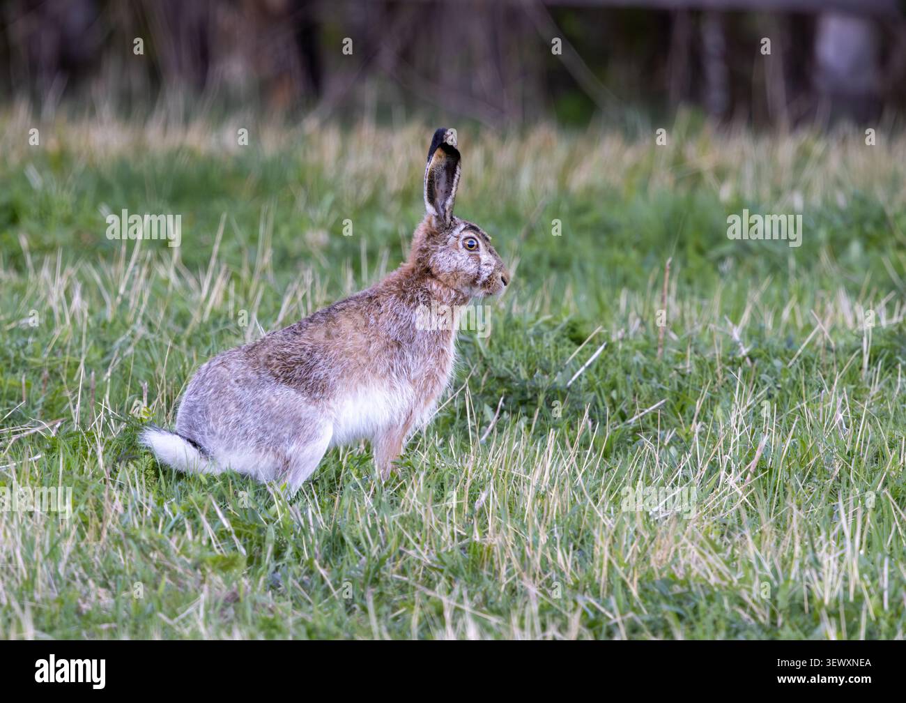 Europäischer Braunhase auf einem Feld Stockfoto