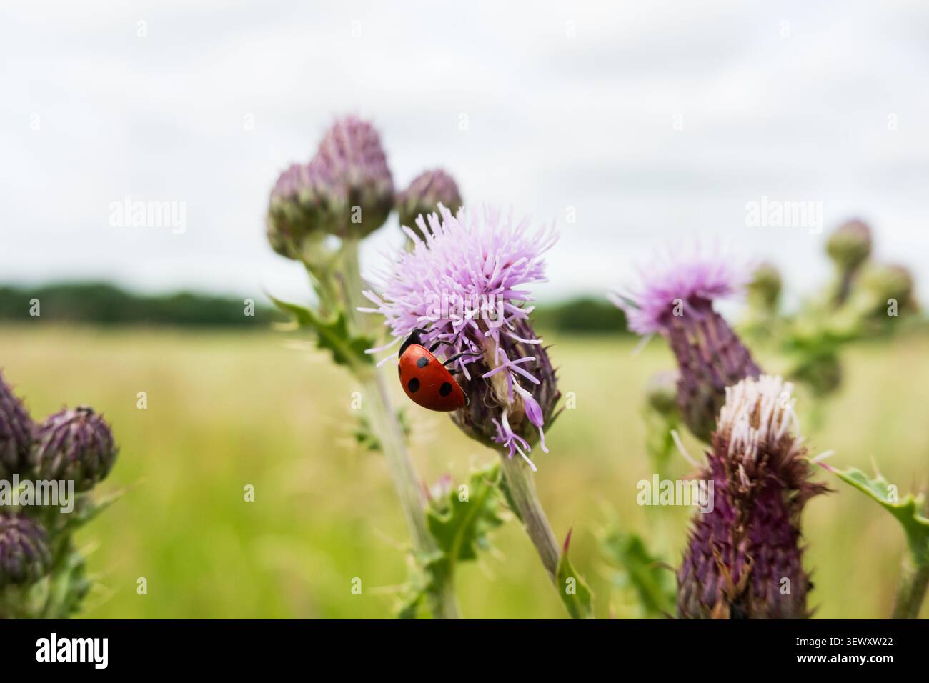 Siebenfleckiger Marienkäfer (Coccinella septempunctata) auf einer lila Distelblüte in der englischen Landschaft, Großbritannien. MakroNahaufnahme eines Benefits Stockfoto