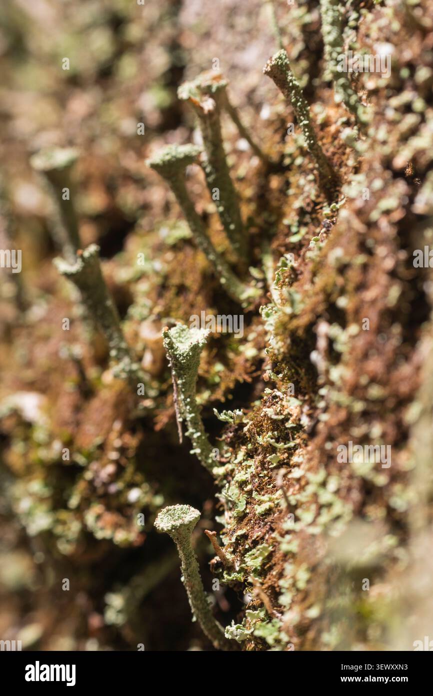 Kleine grüne Becherflechten wachsen auf einem Baum Stockfoto