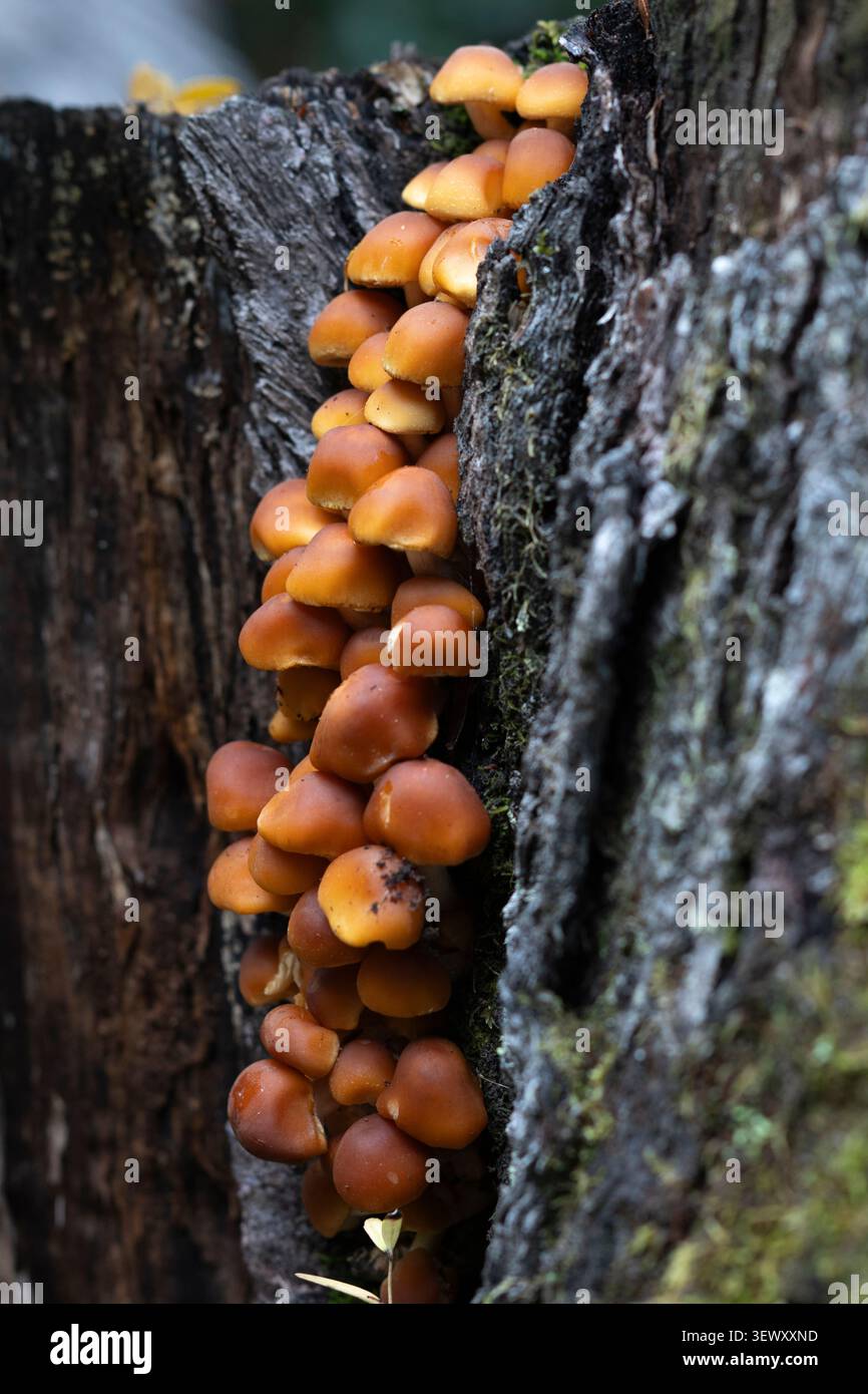 Ein großer Pilzhaufen auf einem abfallenden Baumstumpf Stockfoto