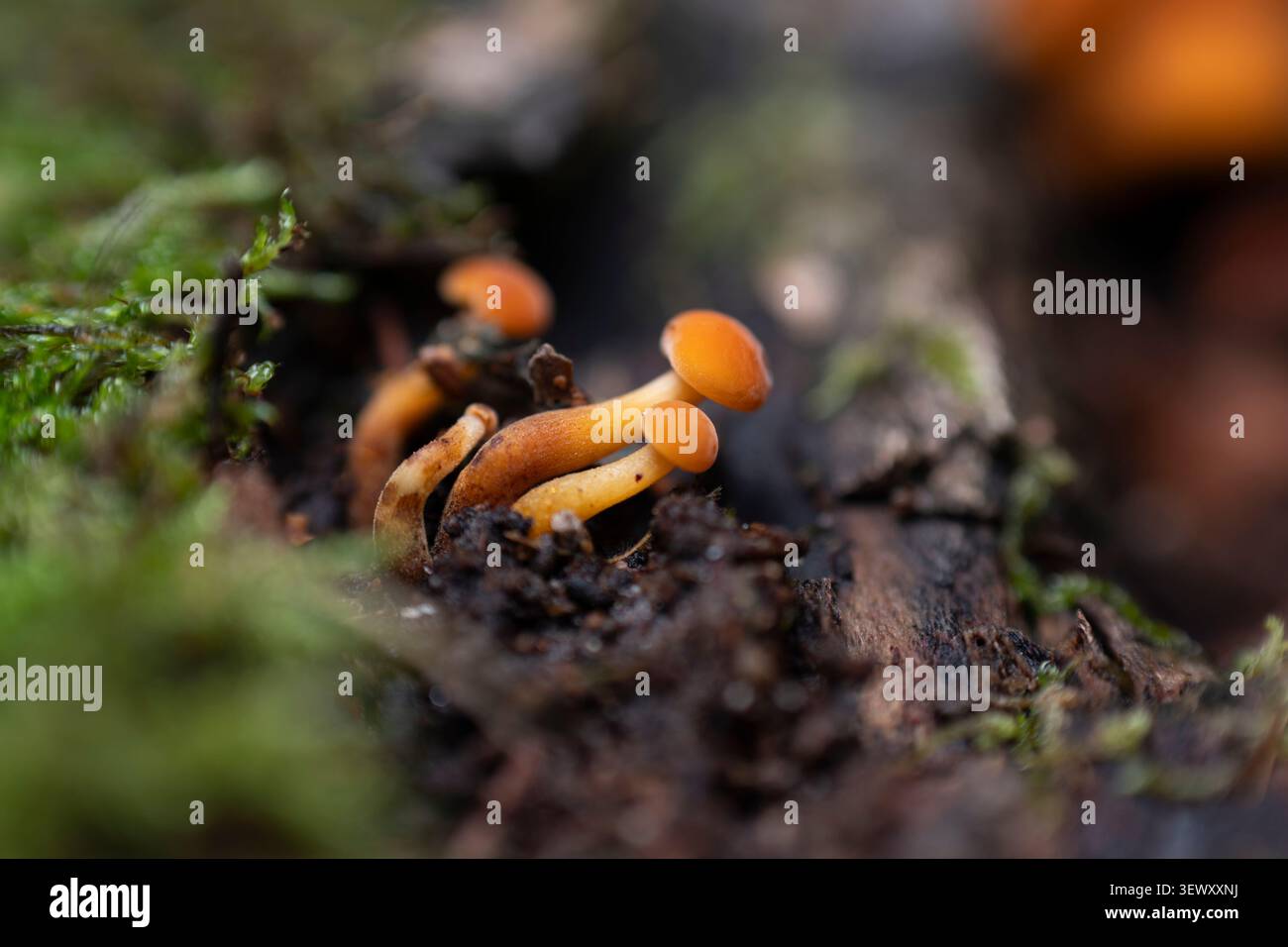 Kleine wilde Pilze, die aus dem Waldboden auftauchen Stockfoto