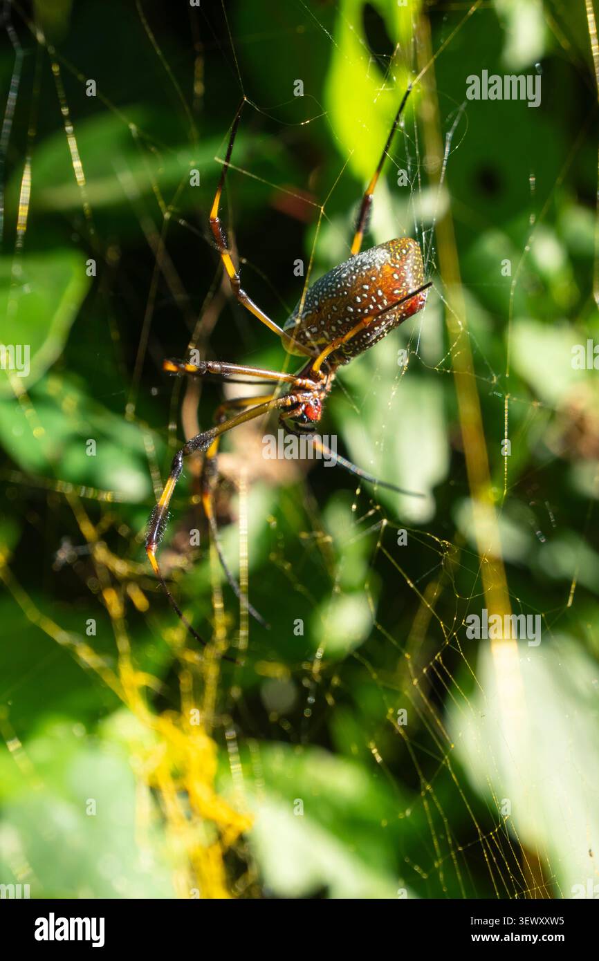 Bunte goldene Seidenspinne auf kompliziertem Netz Stockfoto