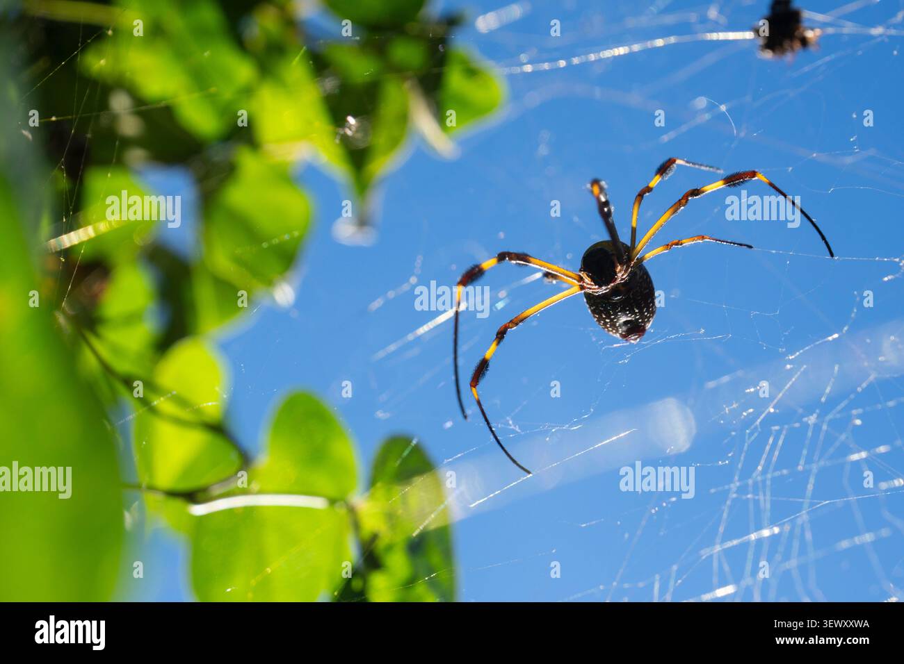 Goldene Seidenspinne im Internet draußen Stockfoto