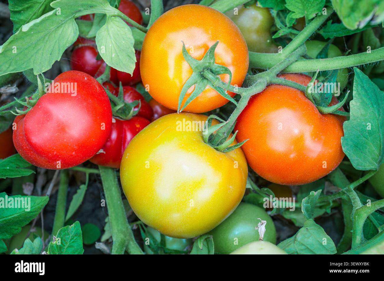 Tomaten auf Pflanzen mit unterschiedlicher Reifestufe Stockfoto