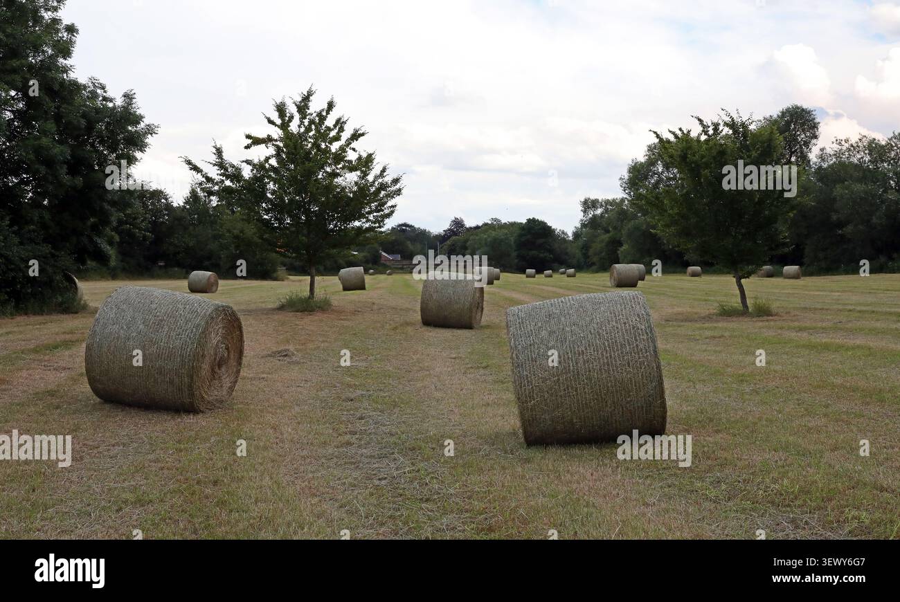 Runde (oder eher zylindrische) Heuballen auf einem Feld in Großbritannien Stockfoto