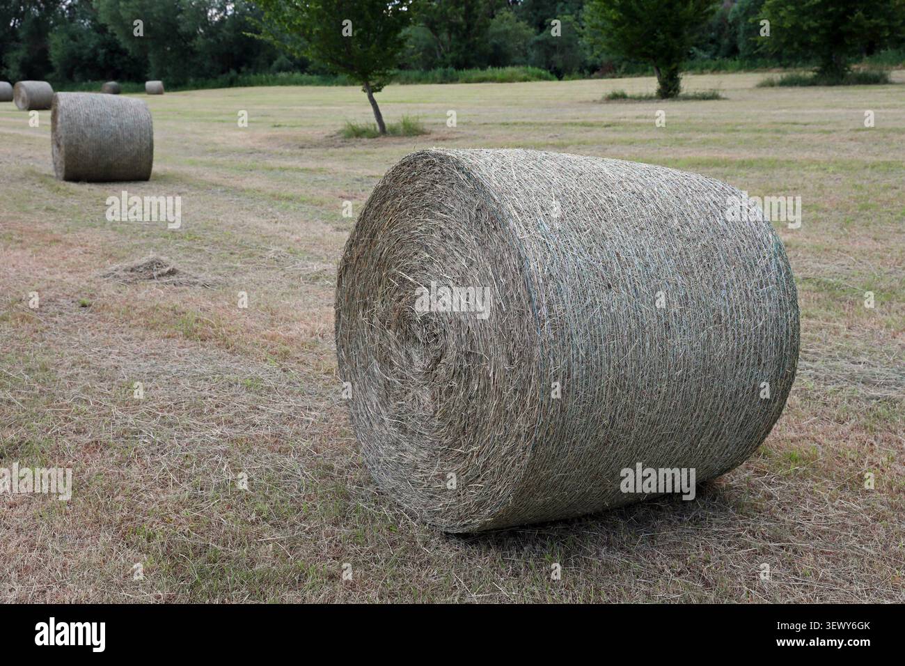 Runde (oder eher zylindrische) Heuballen auf einem Feld in Großbritannien Stockfoto