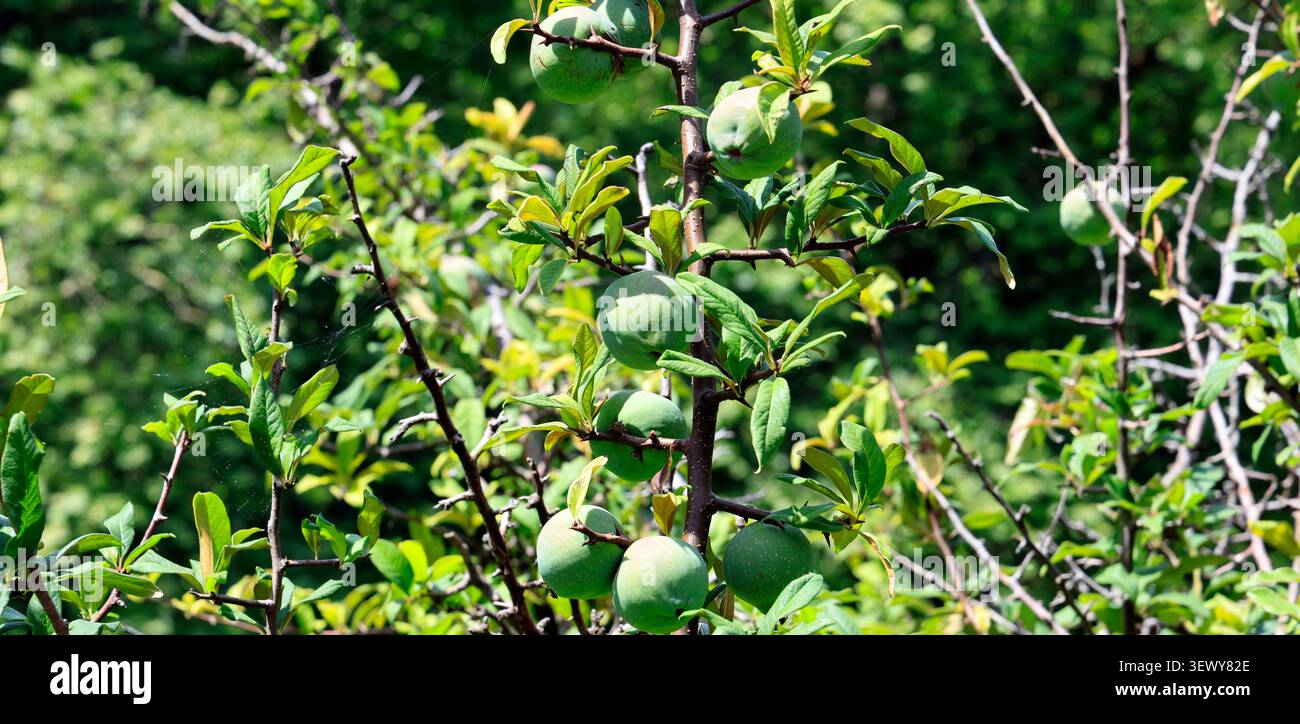 Cathaya-Blütenmispel - Chaenomeles cathayensis - blühender Mispelbaum mit Früchten. Junge grüne Früchte am Baum. Aufgenommen im Juni im Sommer Stockfoto