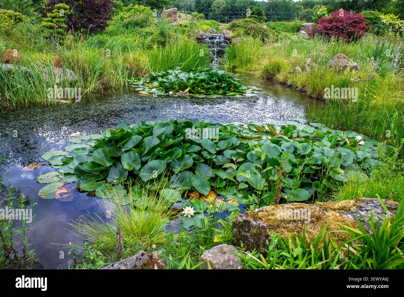 Eine Verbreitung von Seerosenblättern auf diesem Teich im RHS Bridgewater Garden in Worsley bei Manchester. Stockfoto
