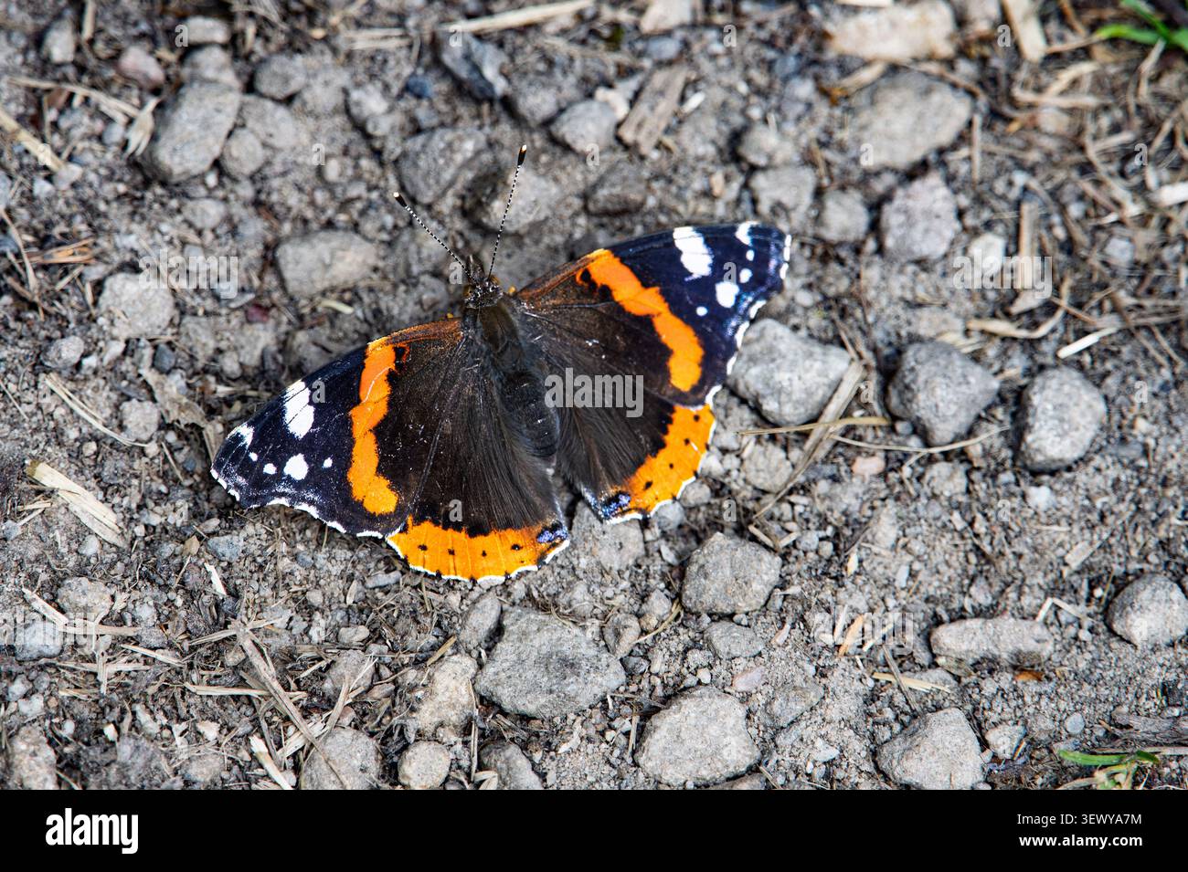 Roter Admiral-Schmetterling mit markanten schwarzen Flügeln mit roten Bändern und weißen Flecken. Sitzt auf einem Kiesweg. Stockfoto