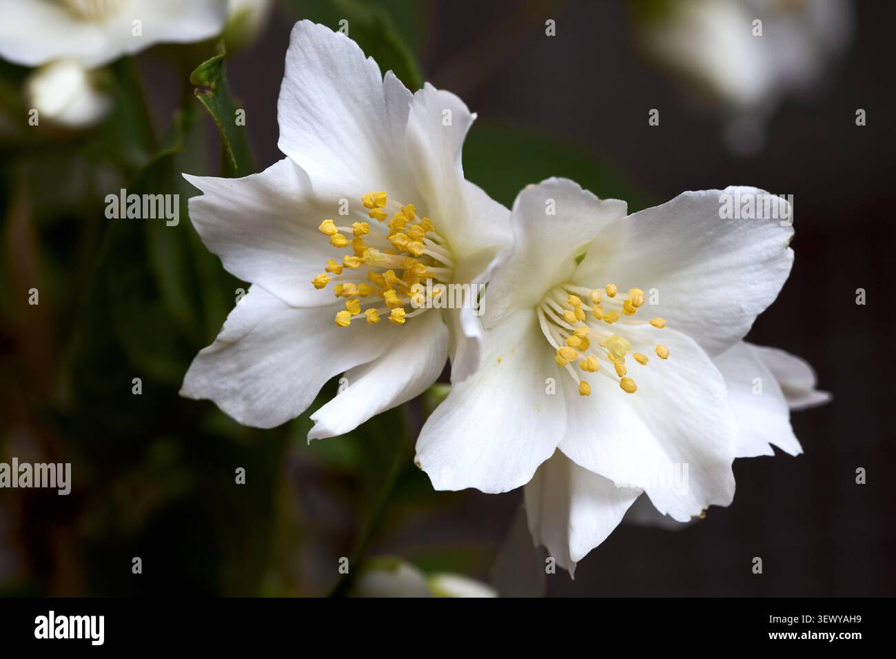 Weiße Jasmin- oder nachgeahmte orangene Blüten blühen auf grünem Busch vor dunklem Hintergrund. Duftende Blüten zeigen zarte Blütenblätter und gelbe Staubblätter in Close-u Stockfoto