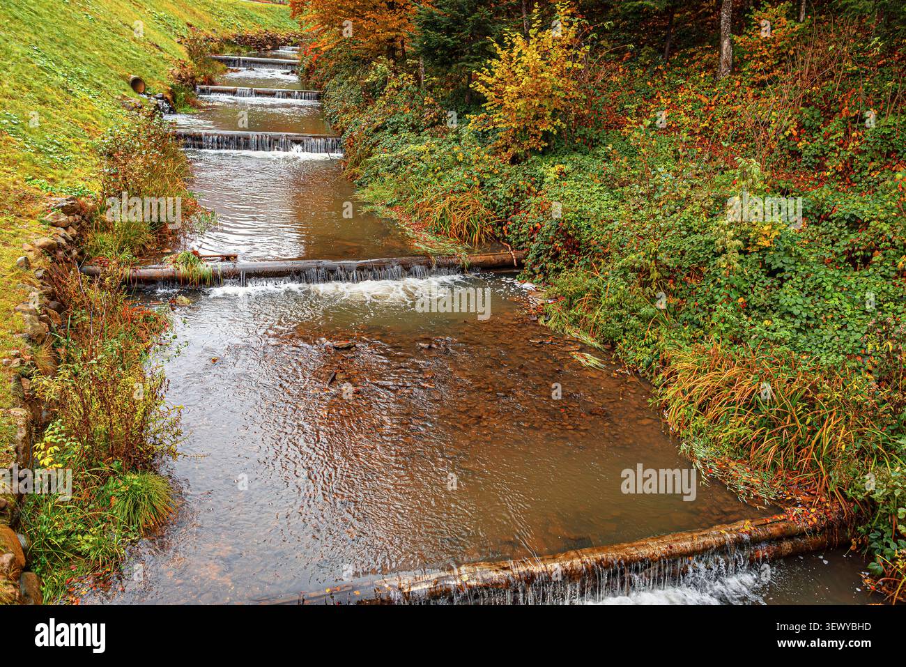 Ein Bach fließt über eine Reihe von kleinen hölzernen Dämmen, umgeben von üppigem Grün und herbstfarbenem Laub. Stockfoto