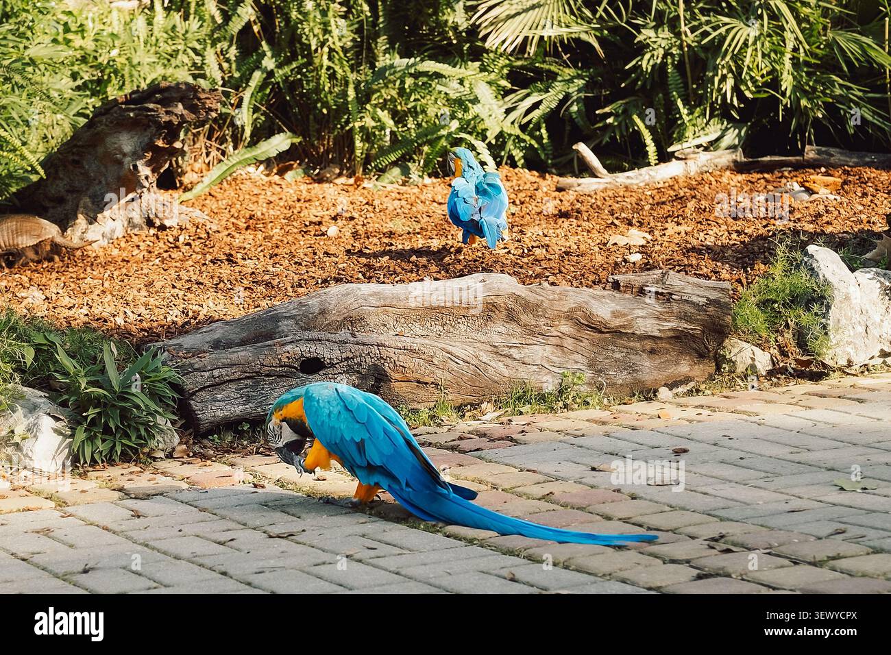 Portugal, Lissabon - Zoo. Jardim Zoologico. Zwei Aras sind auf dem Boden in einem Garten. Ein Vogel steht in der Nähe eines Baumstamms, während ein anderer Vogel auf einem Baum in der Nähe sitzt. Stockfoto