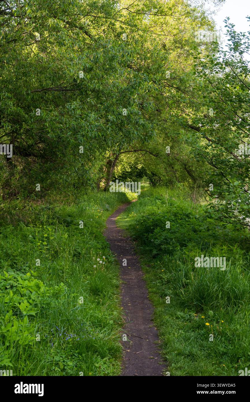 Ein unbefestigter Pfad, der durch einen natürlichen, belaubten Tunnel verläuft. Ideal für Slow-Life-Ästhetik, psychische Gesundheitskonzepte und ruhige Waldbadebilder. Stockfoto
