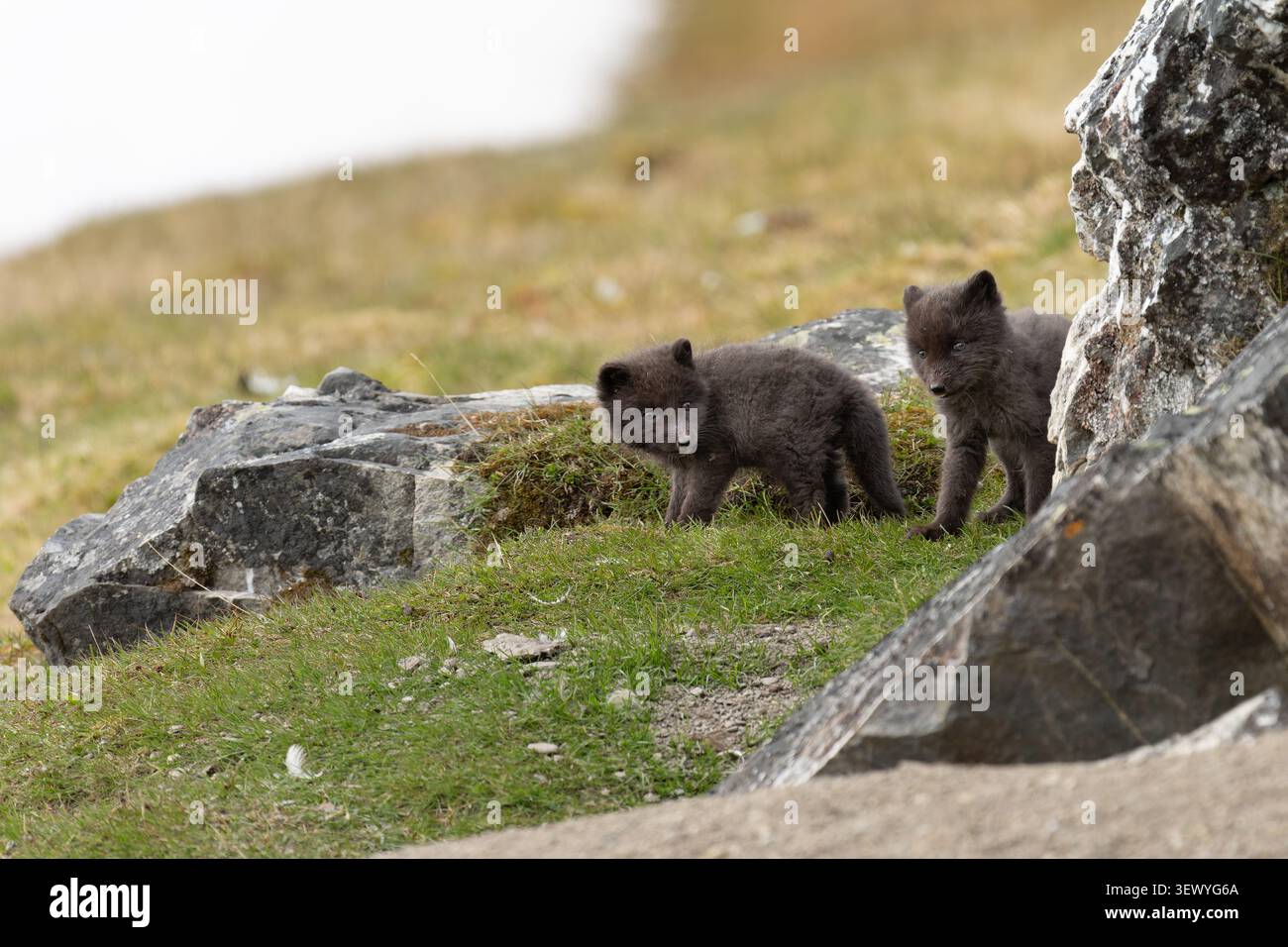 Polarfuchswelpen mit ihrem unverwechselbaren blauen Morphfell stehen auf einem grasbewachsenen Hang zwischen Felsen und beobachten ihre Umgebung mit neugierigem Ausdruck. Stockfoto