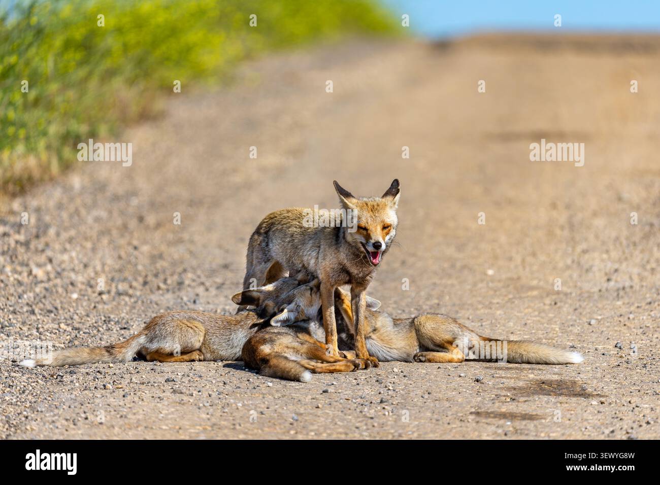Die Rotfuchse (Vulpes vulpes) versorgt ihre Jungen mit Milch, zwei davon pflegen aktiv und eine wartet in der Nähe, um die Mutter zu versorgen und zu pflegen Stockfoto