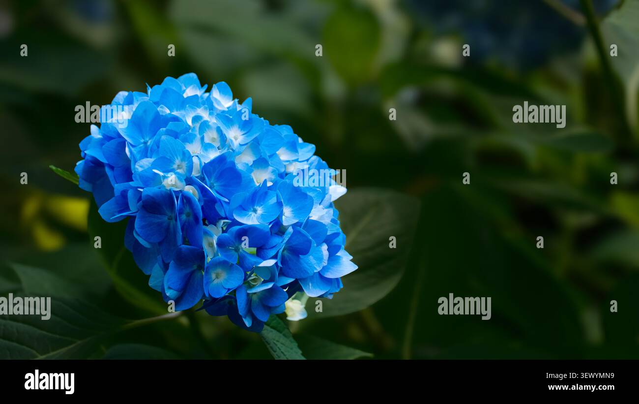 Blendend blaue Hortensie umgeben von tiefgrünem Laub Stockfoto