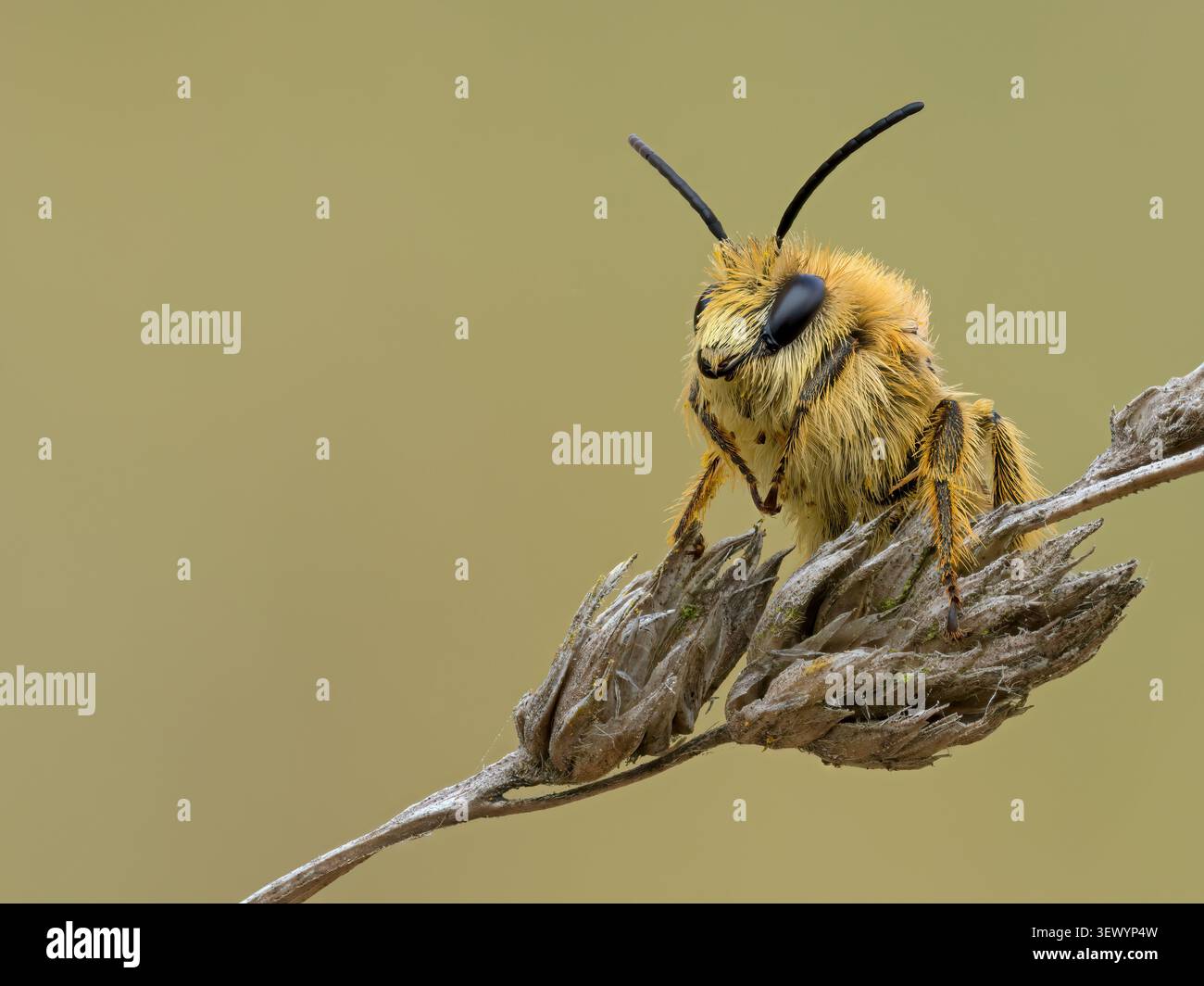 Pantaloon Bee; Hairy Legged Mining Bee; Dasypoda hirtipes; Erwachsener auf Küstengras Norfolk August Stockfoto