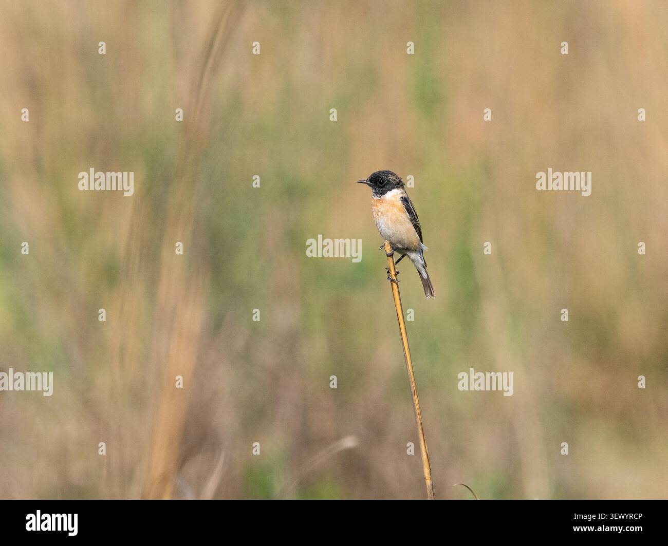 Sibirischer Stonechat (Saxicola maurus) alias Collared Bushchat Eastern Stonechat Common Stonechat Stockfoto
