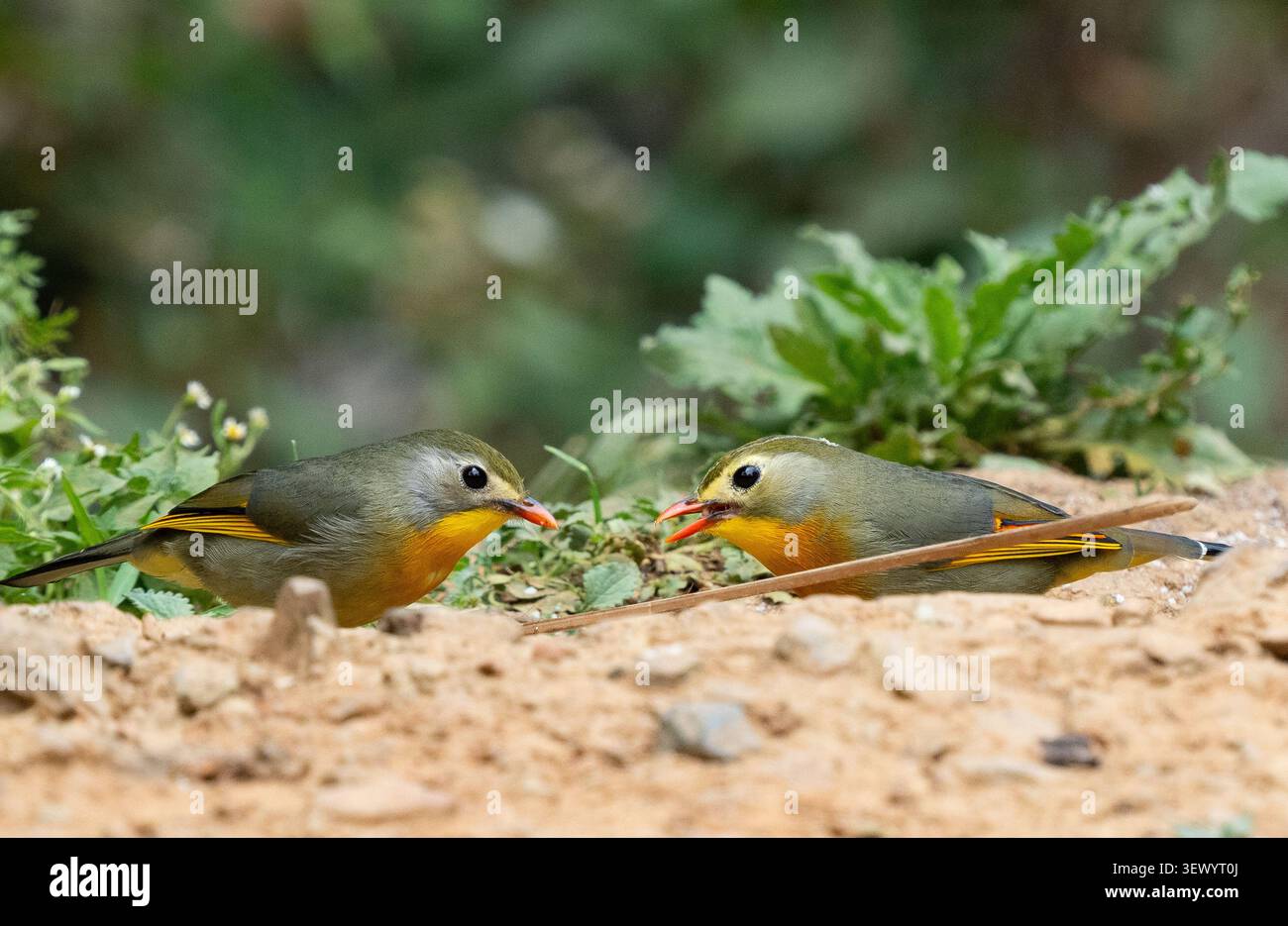 Rot-billed Leiothrix Stockfoto