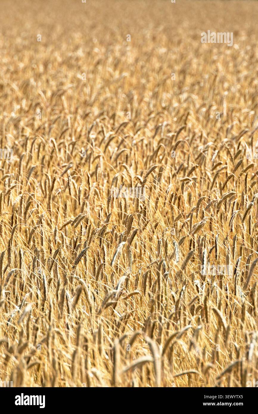 Ein sonniges Maisfeld Stockfoto