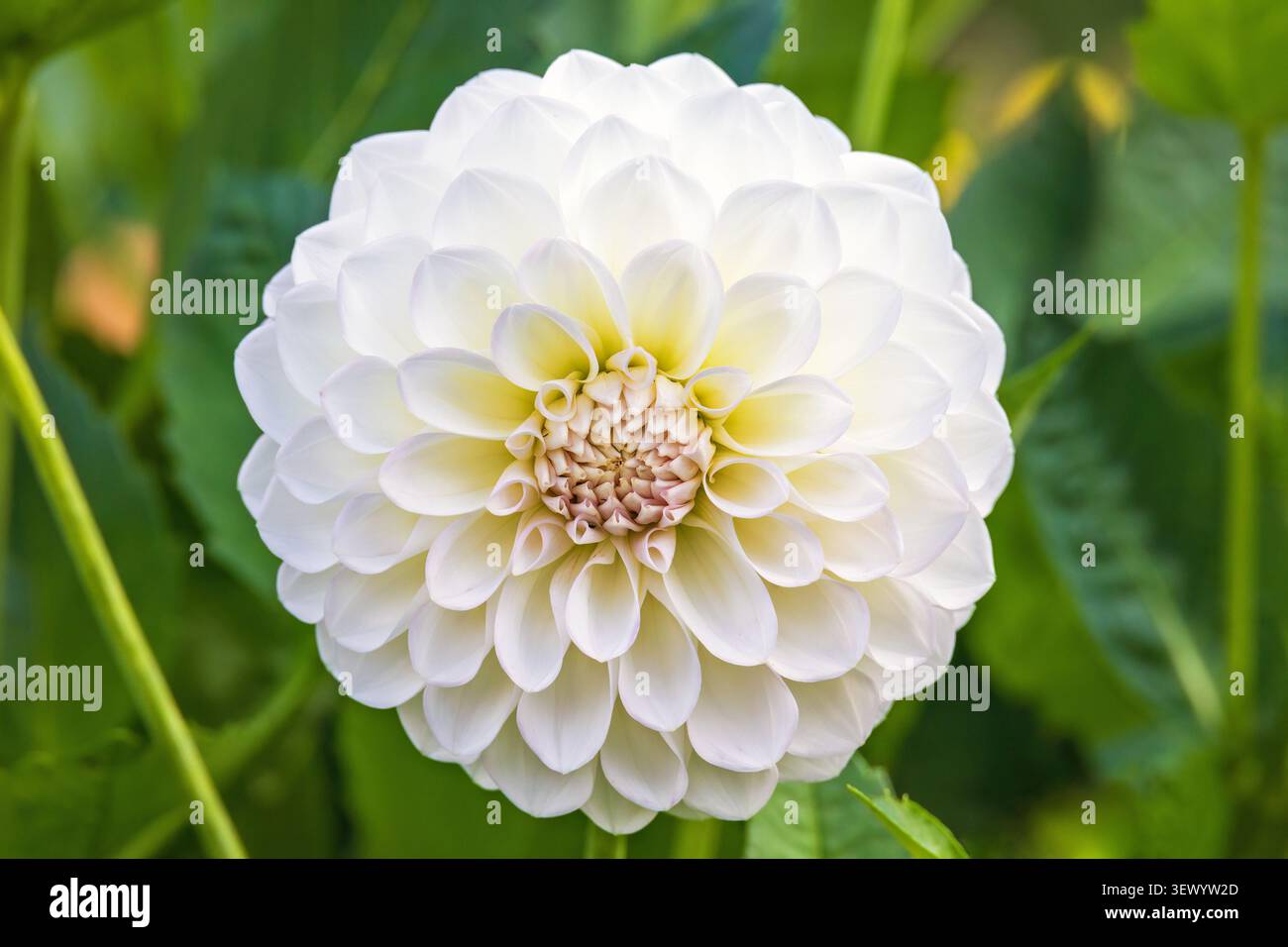 Weiße Dahlienblüte in voller Blüte Stockfoto