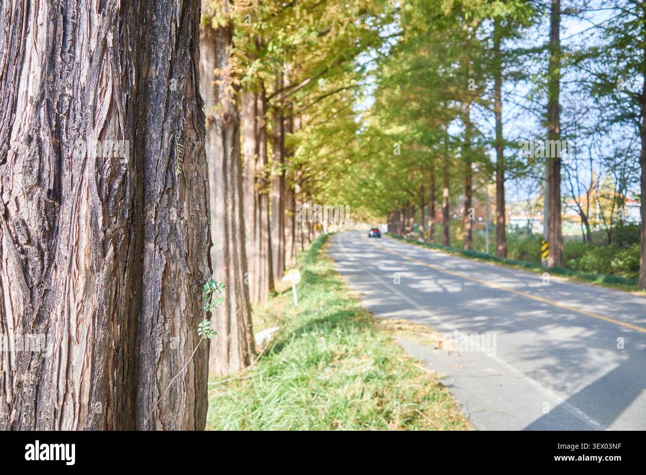 Malerische, von Metasequoia gesäumte Straße in Damyang Korea mit einem natürlichen Tunnel aus goldenem Herbstlaub und sanftem Licht entlang eines ruhigen Asphaltpfads Stockfoto
