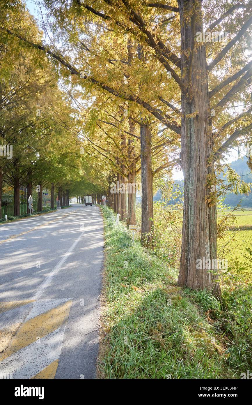 Malerische, von Metasequoia gesäumte Straße in Damyang Korea mit einem natürlichen Tunnel aus goldenem Herbstlaub und sanftem Licht entlang eines ruhigen Asphaltpfads Stockfoto