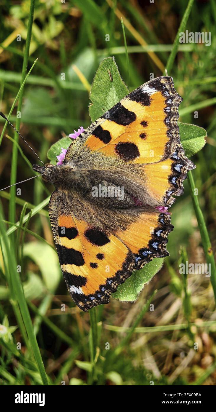 Ein Schmetterling, die kleine Schildkröte (Aglaia urticae), mit markanten Flügelmarkierungen auf einer Kleeblume, Naturschutzgebiet Waldnaabtal, Oberpfalz Stockfoto