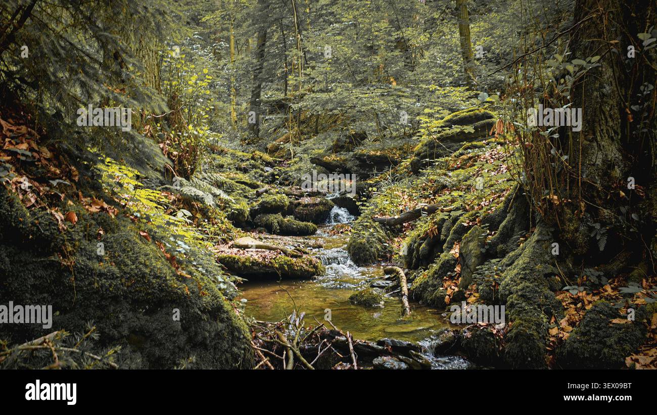 Bach Werre fließt durch moosbedeckte Felsen in dichtem Wald, natürliche Umgebung, ruhige, melancholische Atmosphäre, atmosphärische Idylle, Wandern im Sch Stockfoto