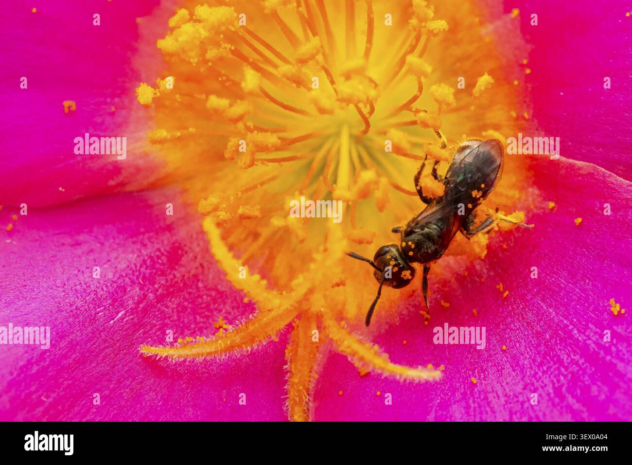 Makrofoto, schlanke Biene (Lasioglossum), Einzelbiene auf einer pinken Blume mit Pollen, Bayern, Deutschland Stockfoto