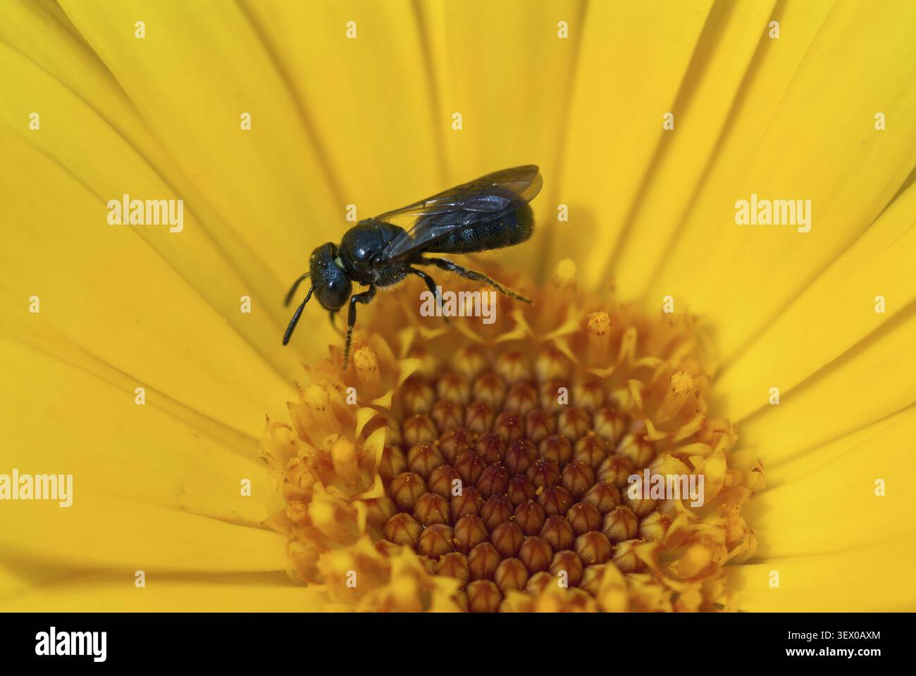 Blaue Klumpfhornbiene, blaue Zimmermannsbiene, Ceratina cyanea, Hymenoptera, Insekten, wilde Bienen Stockfoto