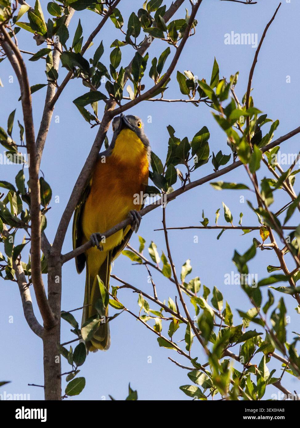 Seltene Sichtung eines leuchtend orange-gelben Graukopf-Buschrike (Malaconotus blanchoti), der in einem Laubbaum thront Stockfoto