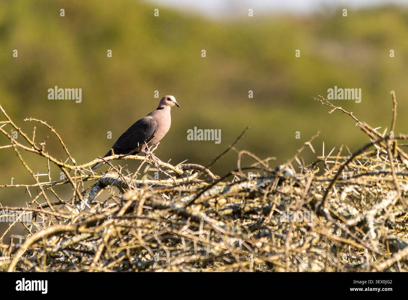 Eine Ringtaube, Streptopelia capicola, thront oben auf einem Wirrwarr aus Dornen, Blattlosen Zweigen eines Busches im Hlane Royal National Park, Eswatini. Stockfoto