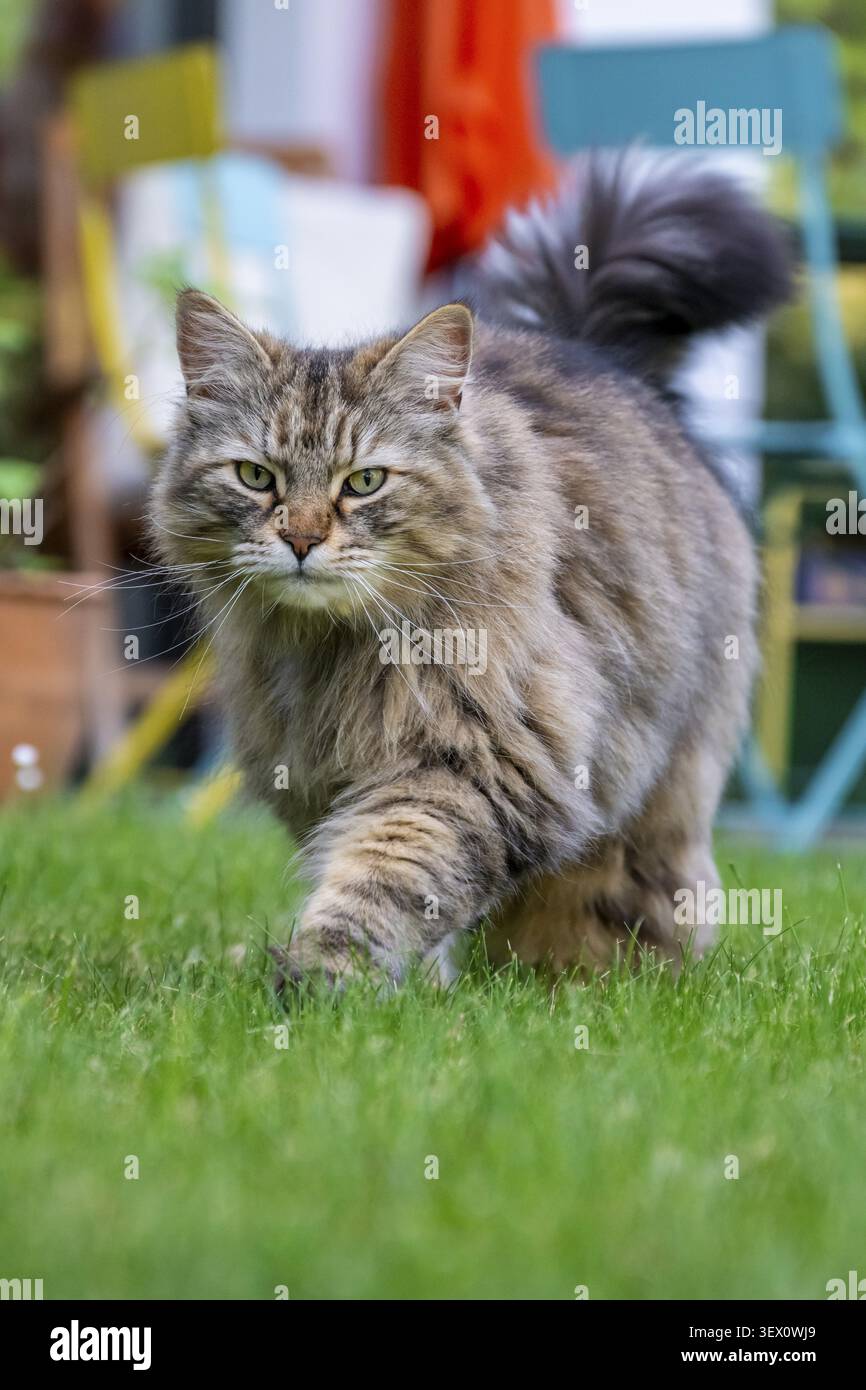 Sibirische Katze, Stammkatze, die im Garten über Gras läuft, symbolische Fotokatze im Garten Stockfoto