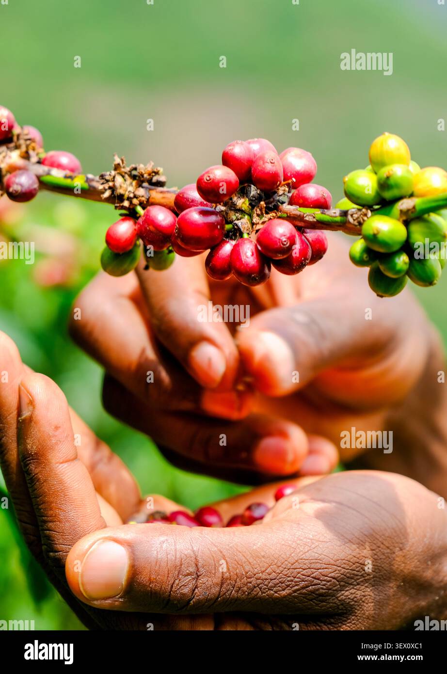 Eine Kaffeebauerin pflückt reife Kaffeebohnen in Bwindi, Uganda. Stockfoto
