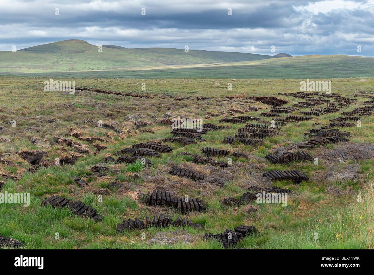 Reihen von geschnittenen Torfplatten oder Rasen stapelbar und trocknend im Frühsommer Sutherland Scotland Bild 6 Stockfoto