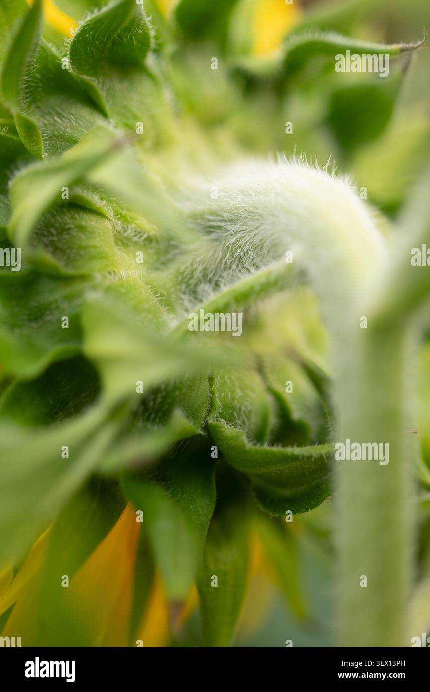 Vertikale Makroaufnahme mit Fokus auf den unscharfen, strukturierten grünen Stiel und Sepalen auf der Rückseite eines Sonnenblumenkopfes. Stockfoto