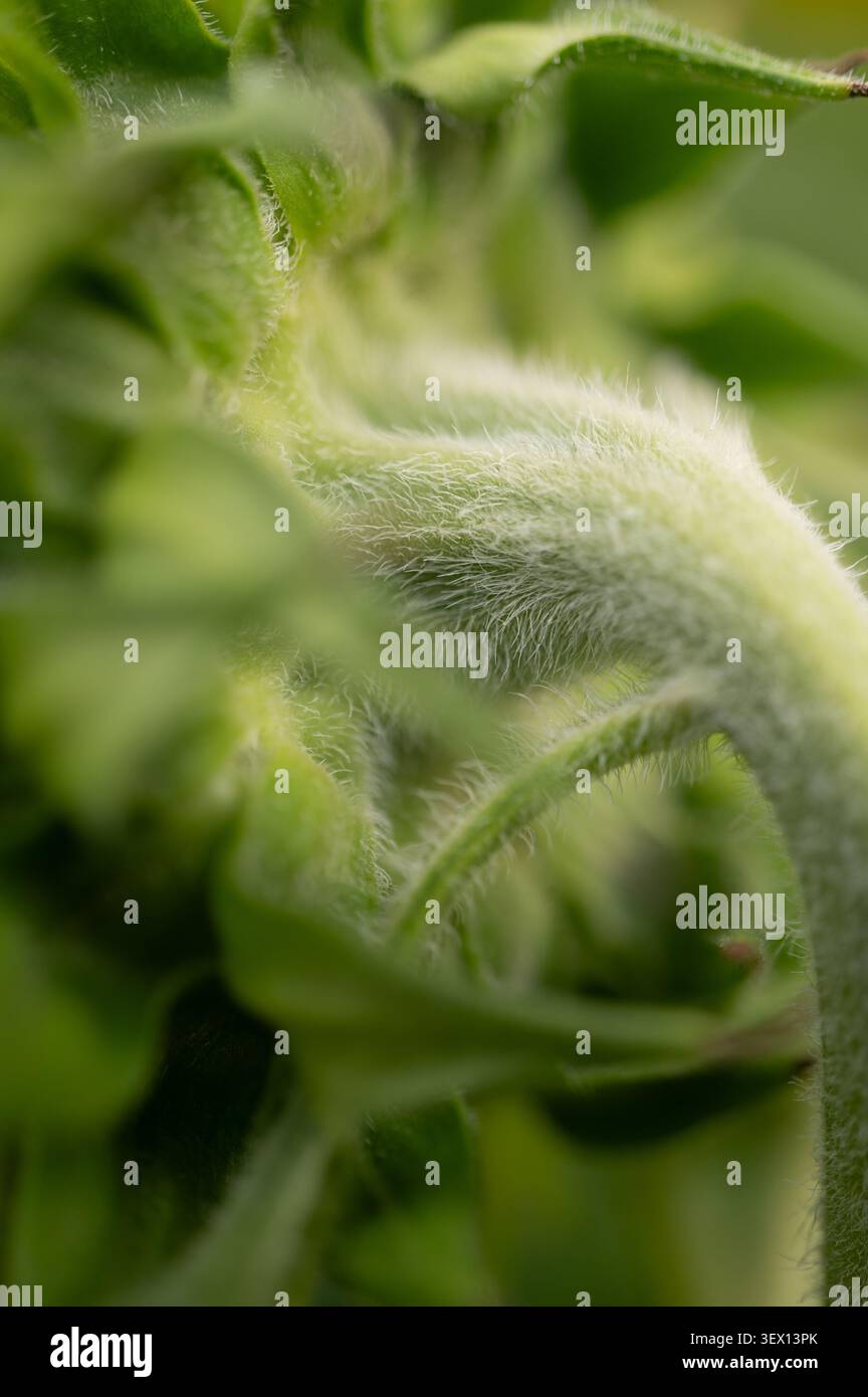 Vertikale Makroaufnahme mit Fokus auf den unscharfen, strukturierten grünen Stiel und Sepalen auf der Rückseite eines Sonnenblumenkopfes. Stockfoto