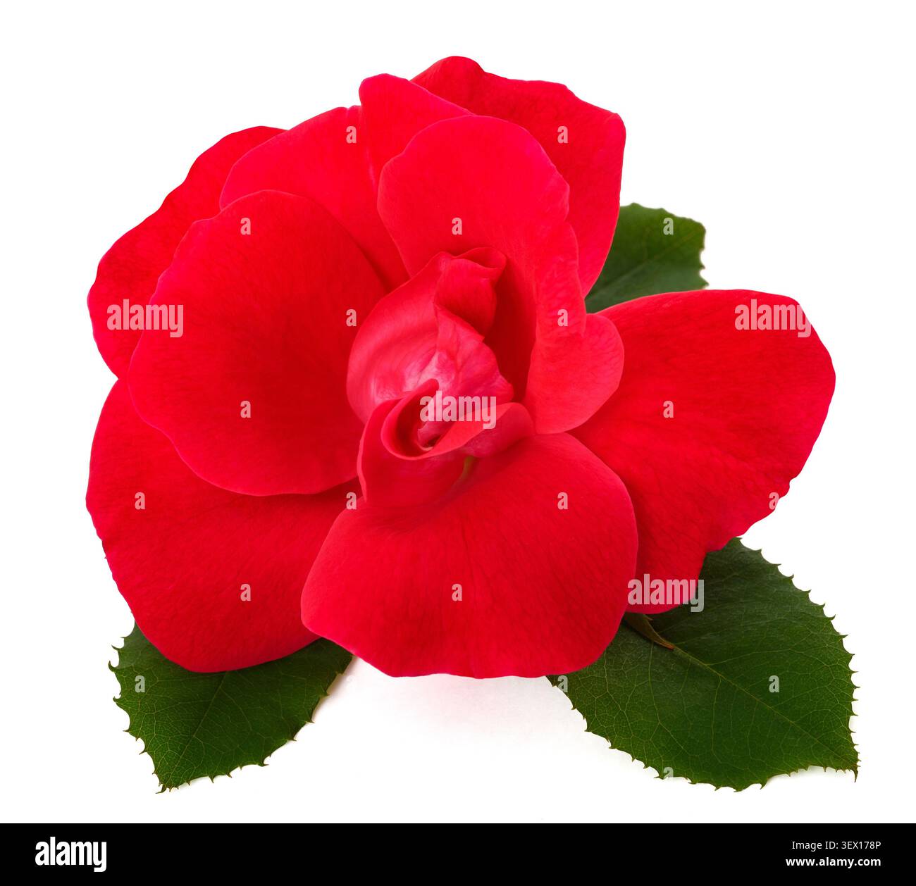 Nahaufnahme einer einzelnen roten Rosenblume auf weißem Hintergrund, Symbol der Liebe, Romantik, Leidenschaft, Eleganz, und Schönheit. Hochwertiges Blumenbild Stockfoto