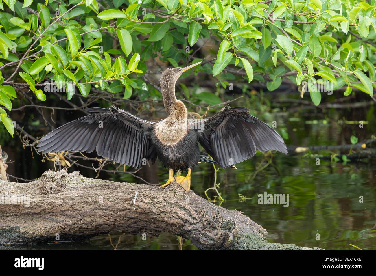 Männliche Anhinga, die ihre Flügel trocknet. Wakodahatchee Feuchtgebiete. Delray Beach, Florida, USA. Stockfoto