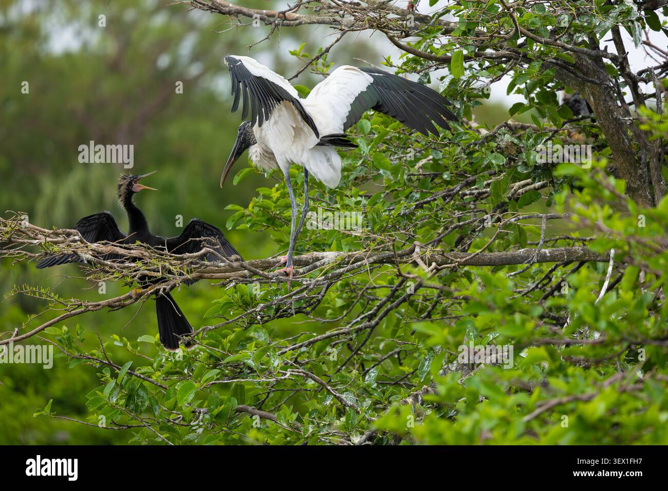 Holzstorch und Anhinga auf einem Baumzweig. Wakodahatchee Feuchtgebiete. Delray Beach, Florida. Stockfoto