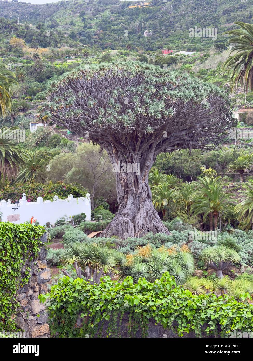 Drago Milenario, Icod de los Vinos Stockfoto