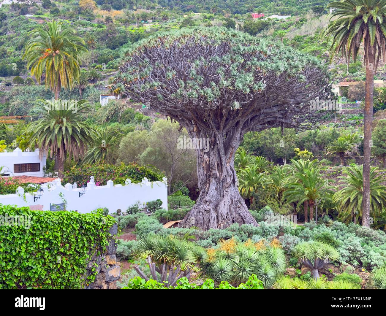 Drago milenario, Icod de los Vinos, Teneriffa, Spanien Stockfoto