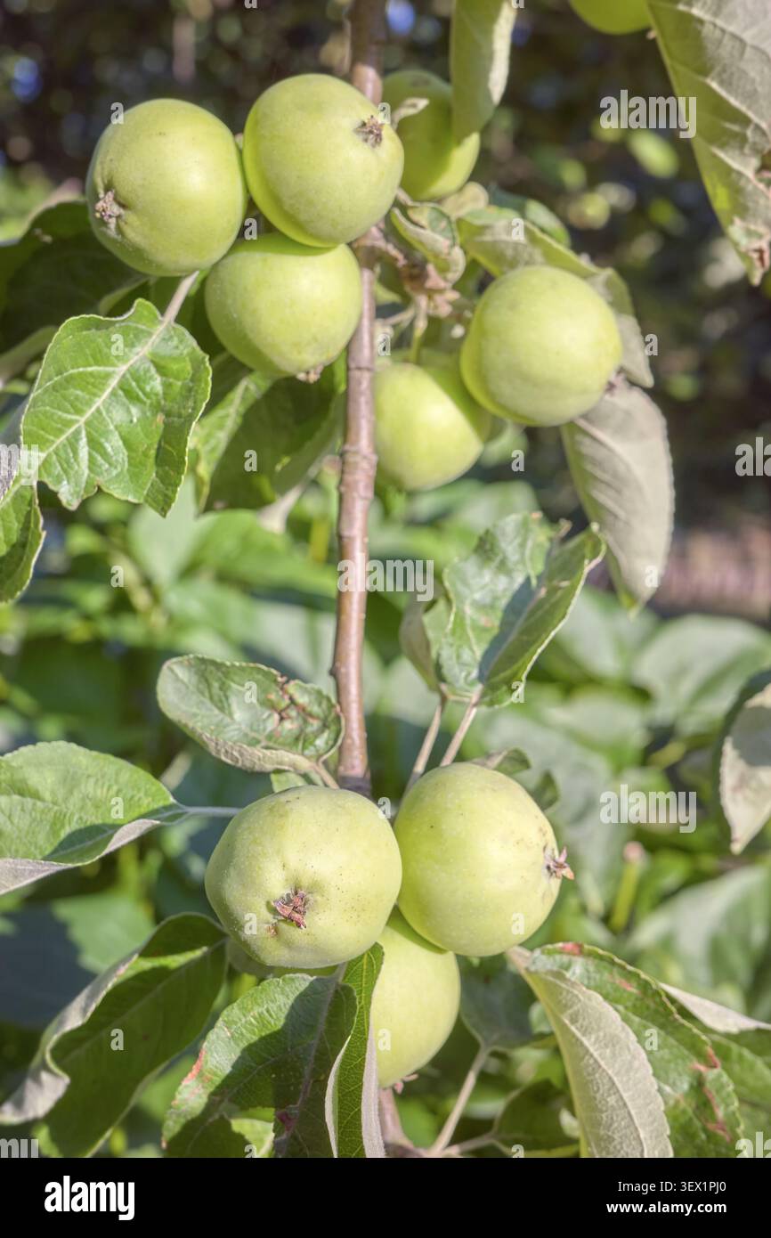 Unreife grüne Äpfel wachsen auf einem Baum, selektiver Fokus. Stockfoto