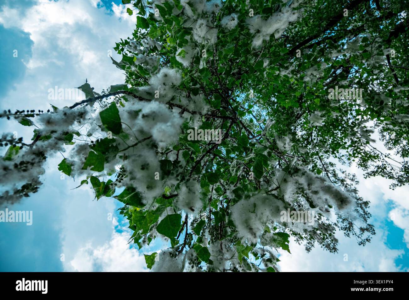 Cottonwood-Baum, der flauschige weiße Samen gegen einen blauen Sommerhimmel freisetzt Stockfoto