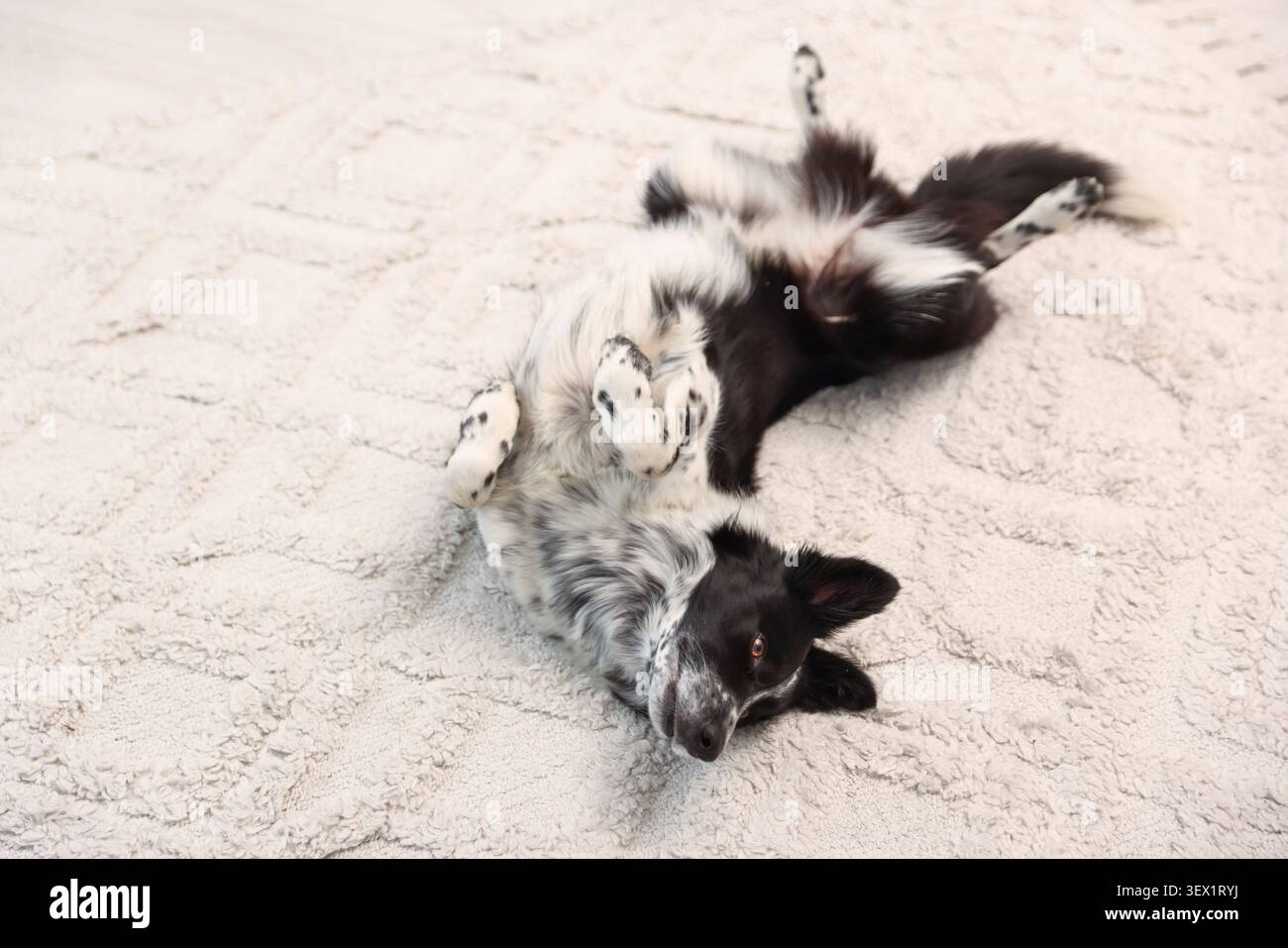 Wunderschöner Border Collie Hund, der auf beigefarbenem Teppich liegt Stockfoto