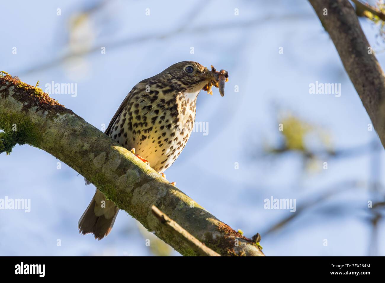 Song-Thrush oben in einem Baum mit einem Schnabel voller Schnecken, Südwales, Großbritannien Stockfoto