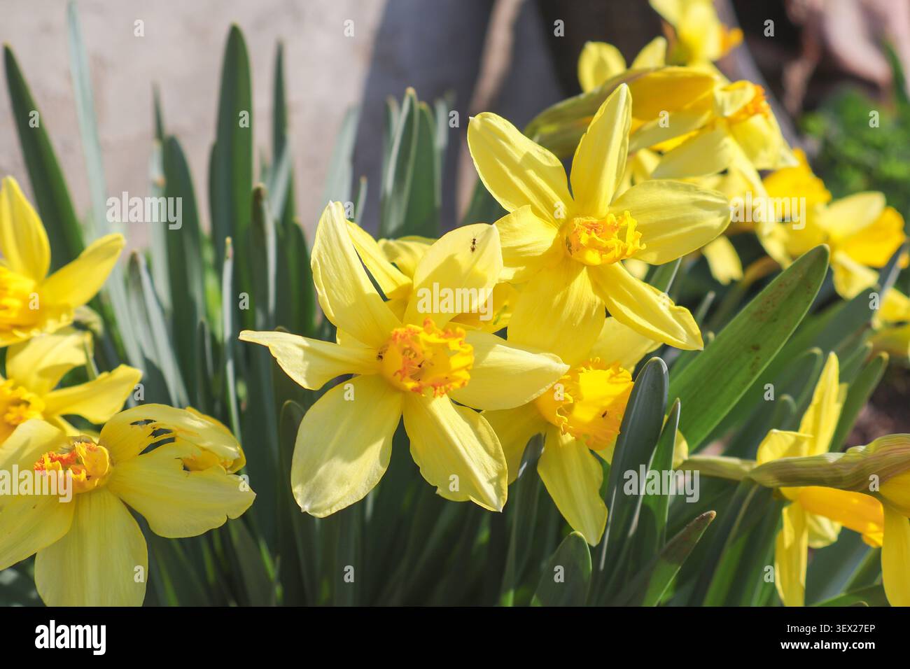 Nahaufnahme von leuchtenden gelben Narzissen, die in einem Frühlingsgarten unter hellem natürlichem Sonnenlicht blühen. Frische Blüten der Saison mit Grün Stockfoto
