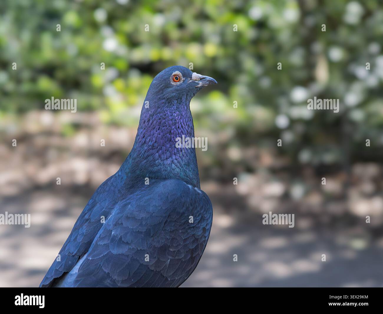 Feral Pigeon (Columba Livia domestica) Nahaufnahme Porträt mit schillerndem blau-violettem Gefieder, Greenwich Park, London. Stockfoto