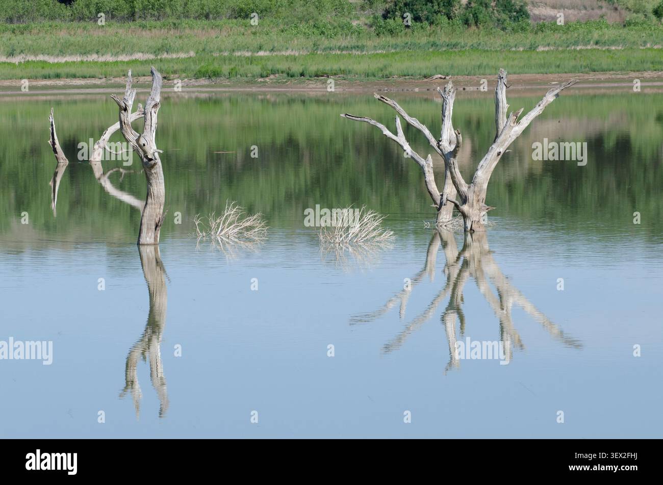 Überflutetes Holz mit Reflexionen im Lake Carl Etling, Black Mesa State Park, Oklahoma Stockfoto